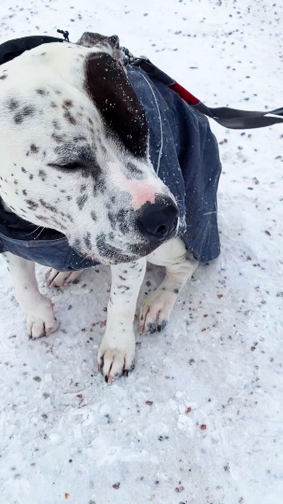 En sittande hund med en grå jacka står på snöig mark, medan en person i blå kläder står bredvid.