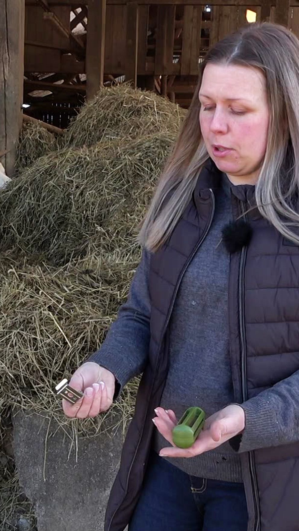 En lantbrukare i lada som visar en komagnet. Kor syns i bakgrunden.
