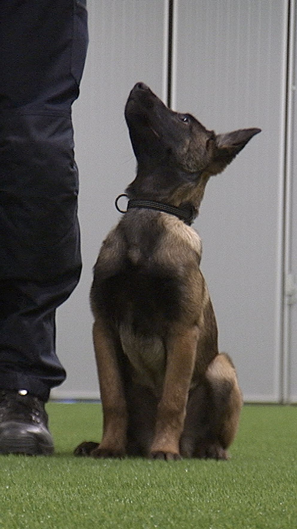 En hundvalp och blivande polishund sitter bredvid en stående person på en konstgräsplan, tittar upp mot personen.