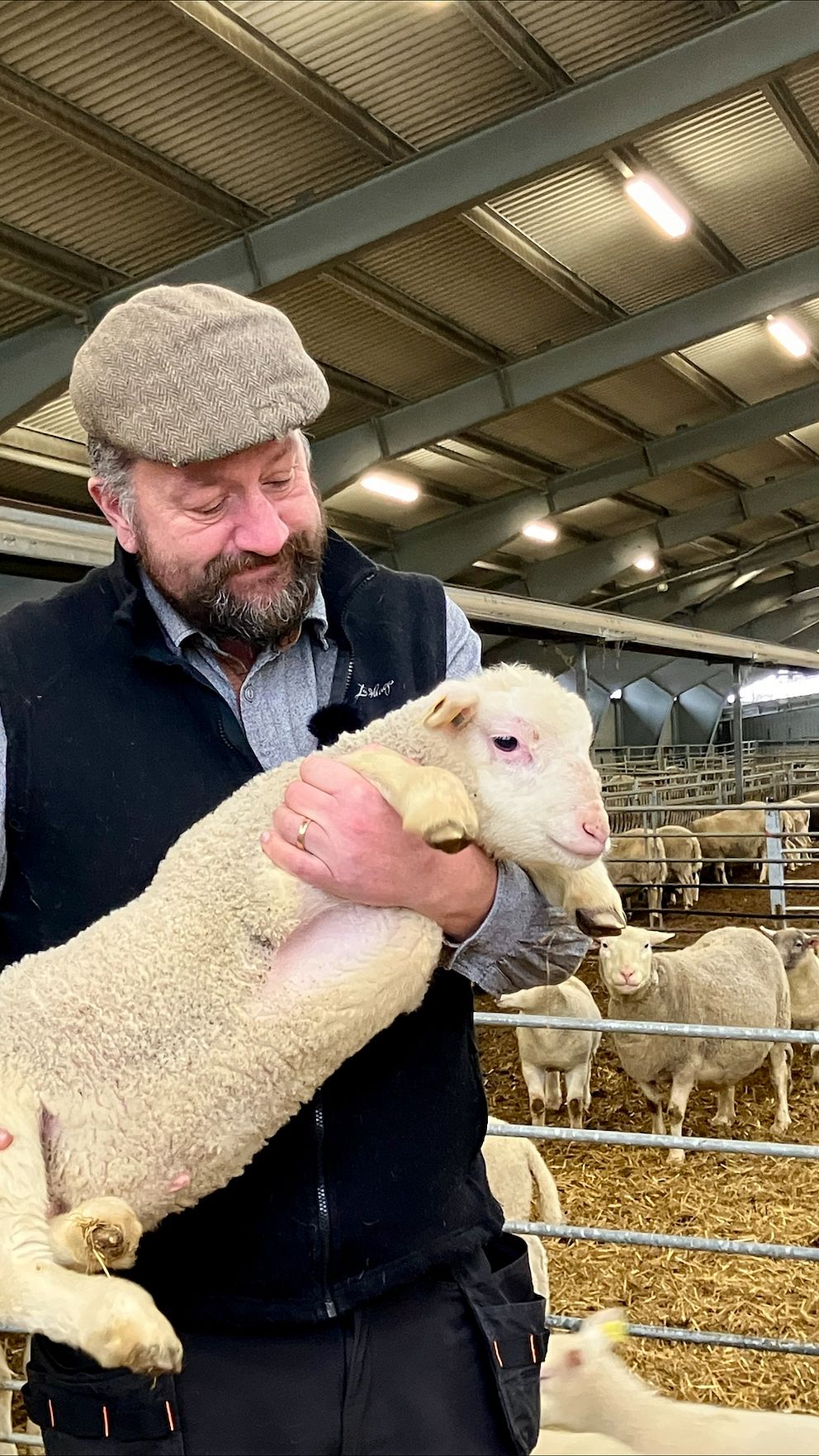En person håller ett lamm i en stor fårhage.