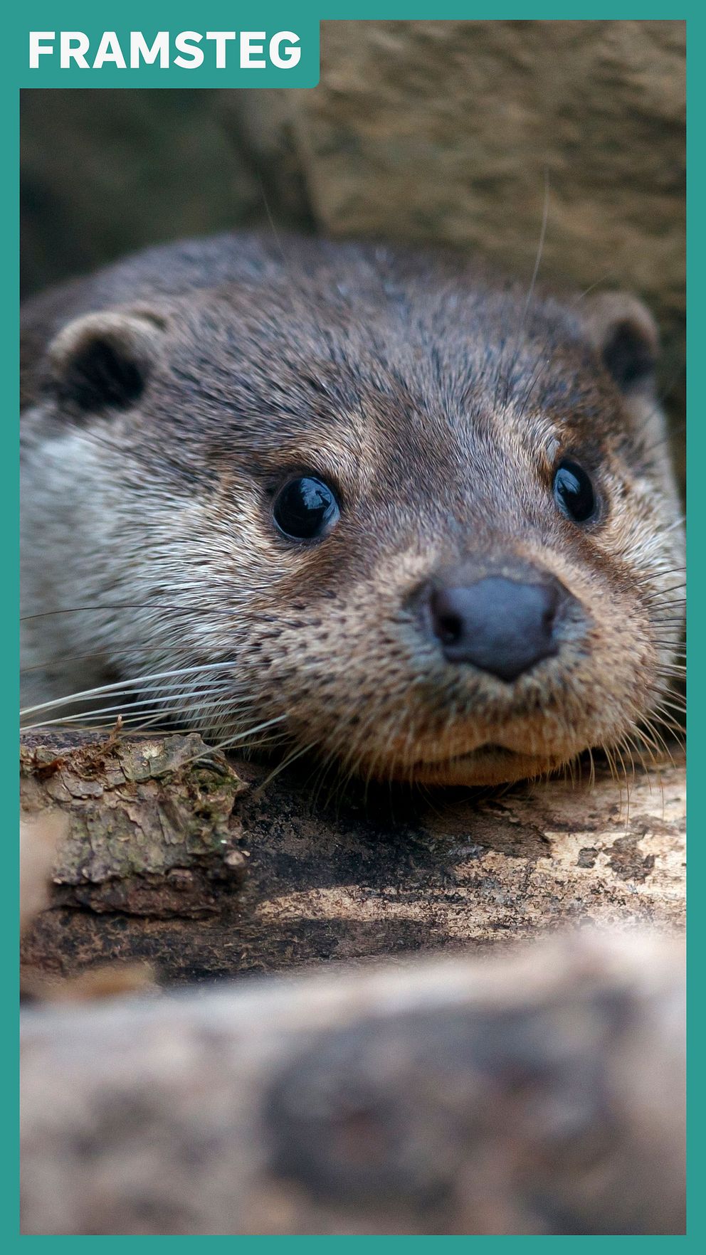 Närbild på utter bland stenar och grenar, SLU Artdatabanken rapporterar ökad population.