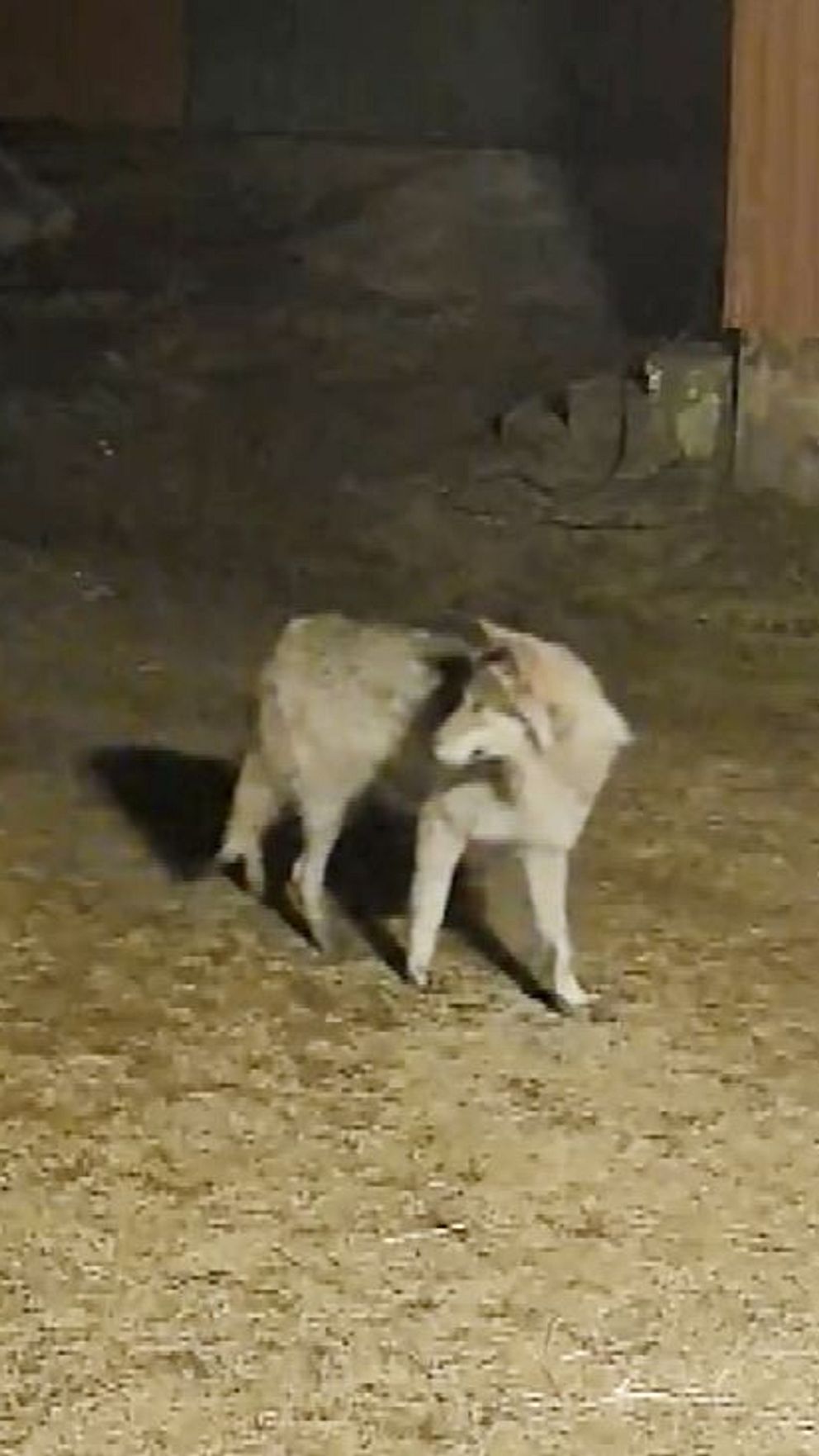 Varg vandrar förbi en lampa på en gårdsplan nattetid.