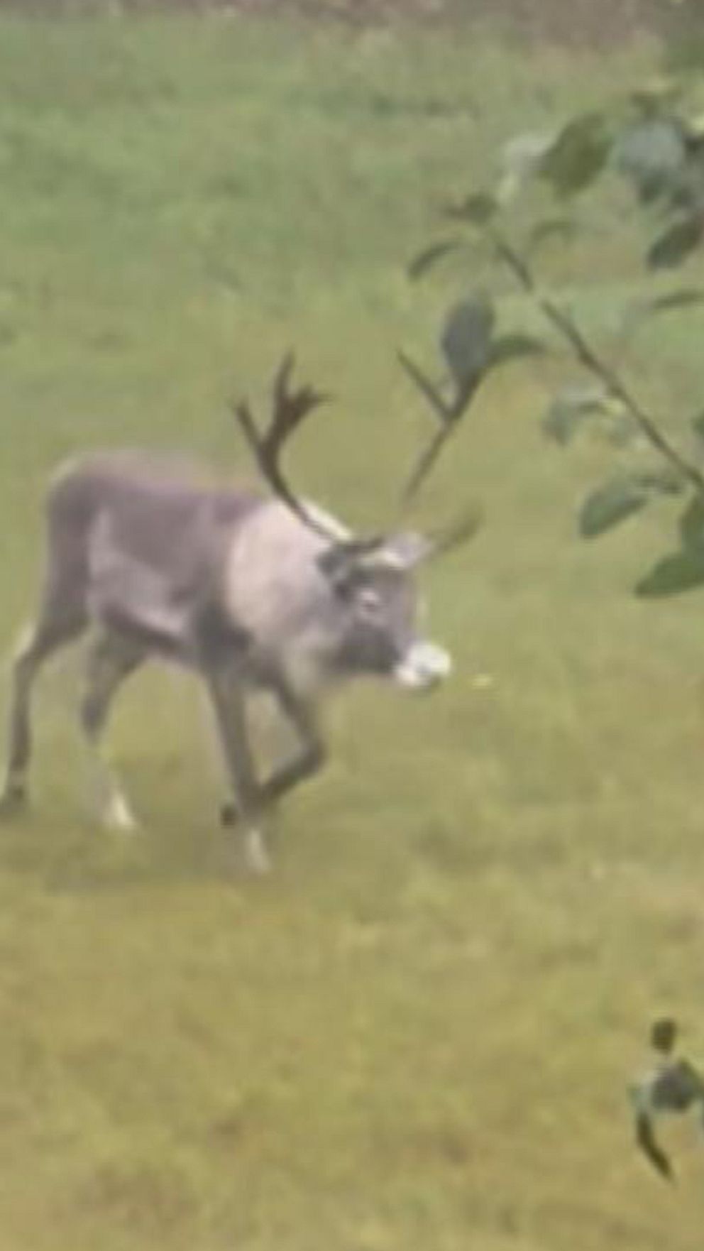 En ren som passerar genom en trädgård i Östmark, Torsby kommun