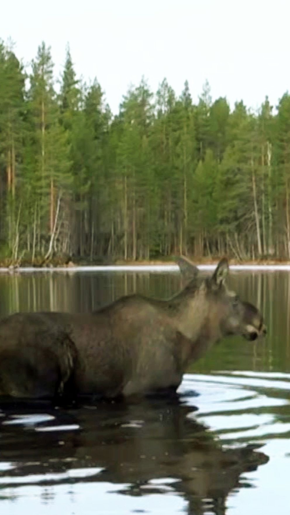 En älg vadar genom en sjö med skog i bakgrunden.