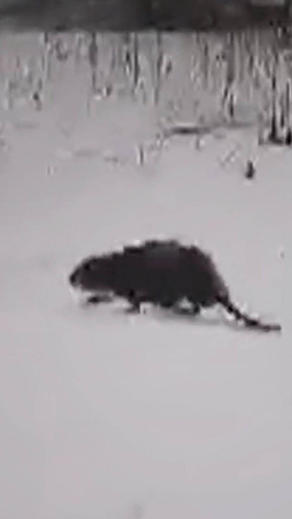 Kenta Turtiainen och hunden Nala har flera gånger stött på en bäver på sin promenad runt om Storfors.
