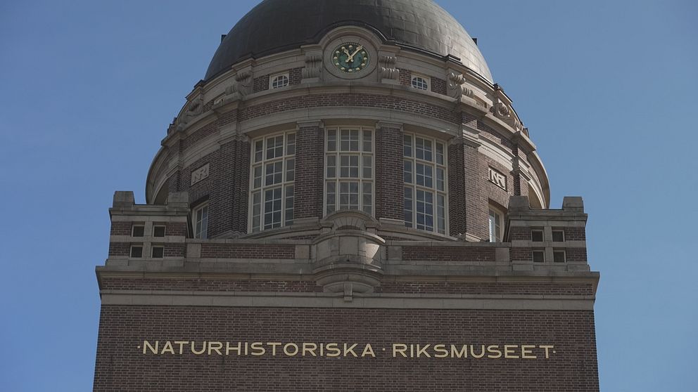 Per Andersson, redaktör på Kulturnyheterna ser ett samband mellan den statliga hyresmodellen och takraset för Naturhistoriska riksmuseum