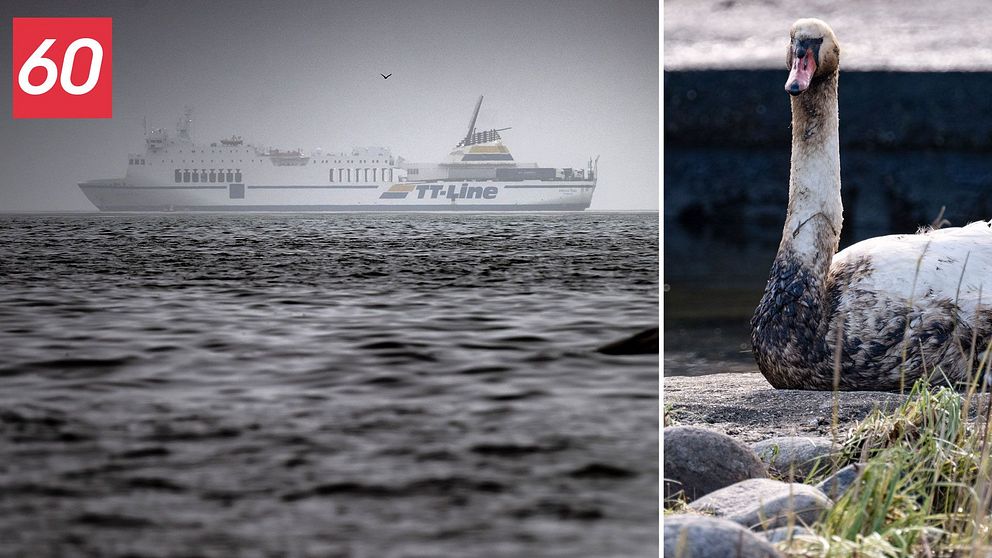 Fartyget Marco Polo som gått på grund i Pukaviksbukten och en bild på en svan som simmat i olja.