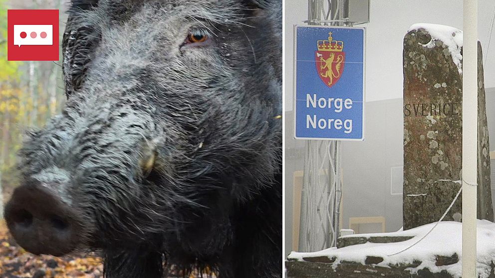 närbild på vildsvin och skyltar vid gränspassering mellan Norge och Sverige