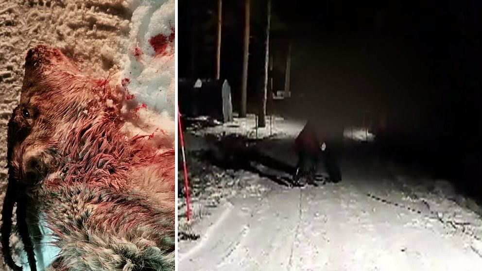 Ett renhuvud till vänster och till höger syns en bild på tumultet som uppstod.