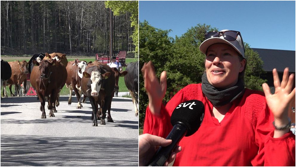 Tvådelad bild. Till vänster: kor springer på väg. Till höger: person intervjuas av SVT utomhus.