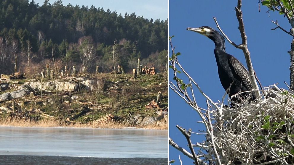 Till vänster Snöholmen i Trosa med nedhuggna träd, till höger en skarv