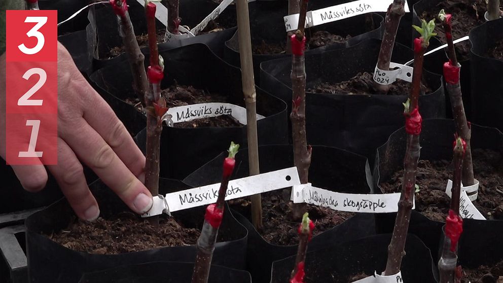 Plantor med äppelträd och hand som visar namnen på de sorters äpple som odlas