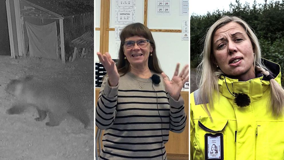 Till vänster syns en grynig bild på en björn i en trädgård, i mitten en kvinna i randig tröja som gestikulerar och till höger en kvinna i gul jacka som ser beklagande ut.