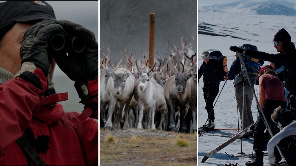 En man använder en kikare, renar, och turister