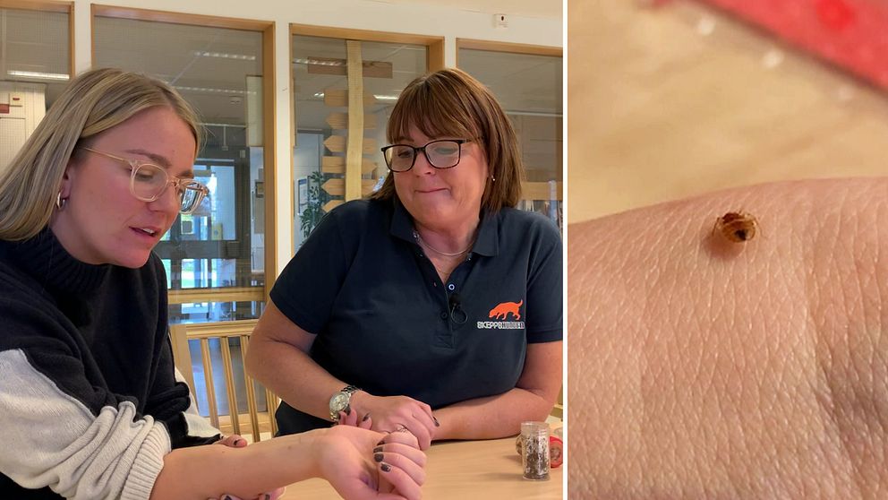 Till vänster: SVT Dalarnas reporter Greta och hundföraren sitter vid ett bord. Till höger: Närbild på vägglus som biter på reporterns arm.