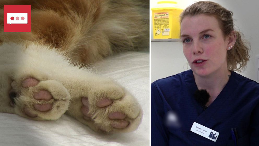 Kattassar och veterinären Elisaberh Genfors i Strängnäs.