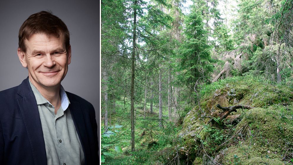 En delad bild med två sektioner. Den vänstra delen visar generaldirektör Herman Sundqvist klädd i en blå kavaj och en grön skjorta, som står framför en neutral bakgrund. Den högra delen visar en frodig skog med höga, gröna träd och en mossklädd stenig mark, vilket indikerar en naturskön miljö.