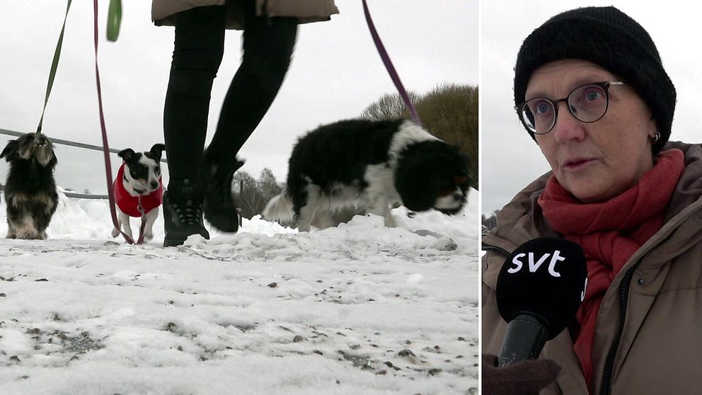 Anette Lönnberg med sina hundar