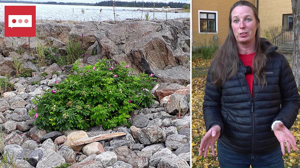 En delad bild med två sektioner. Till vänster syns en strand med stenar och ett grönt växtliv, troligen en buske, i fokus. Bakgrunden visar havet och en skogig linje i fjärran. Till höger står en person med en svart jacka, i en utomhusmiljö med höstlöv på marken, gestikulerande med händerna.