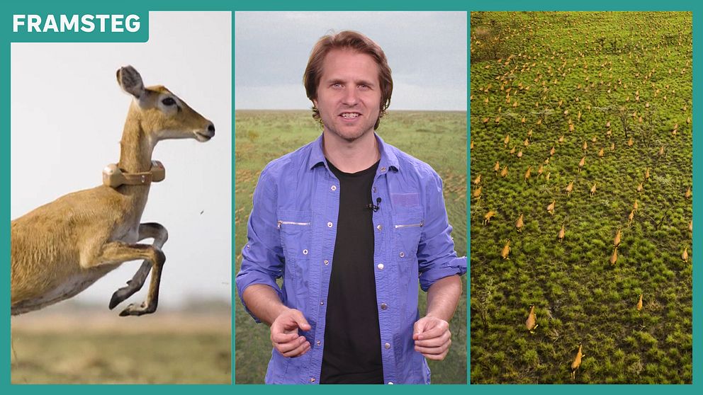 Antilop, Fredrik Sjögren, flock antiloper på savann