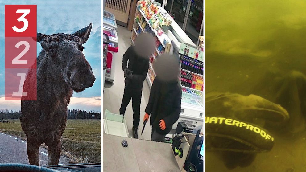 En delad bild med tre sektioner: Första sektionen visar en älg. Den andra sektionen visar två personer i mörka kläder inne i en butik, där deras ansikten är suddade. Tredje sektionen visar en undervattensbild.