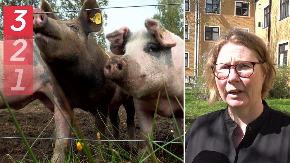 Länsveterinären Annelie Grip Hansson till höger och två grisar till vänster