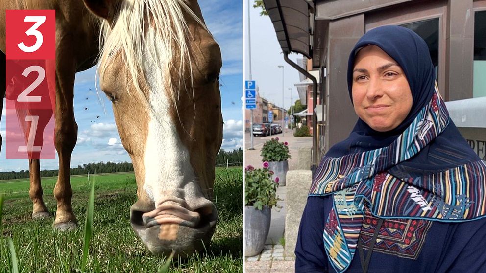 häst som betar, kvinna i blå sjal. Farah Ali Dalarnas Länsveterinär