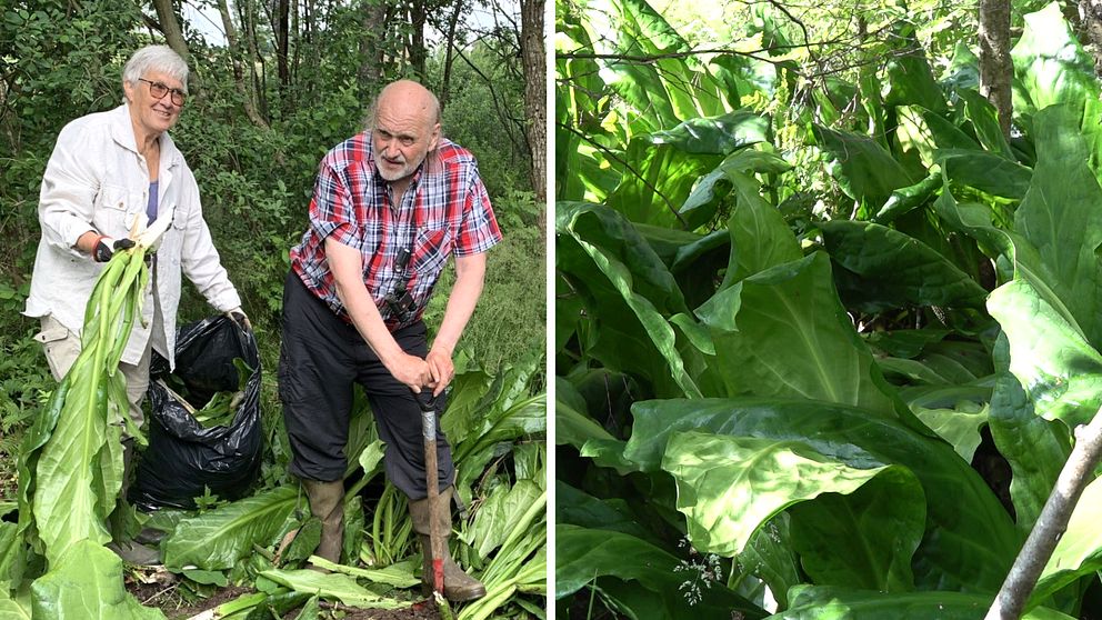 dubbelbild: kvinna och man till vänster, växter till höger