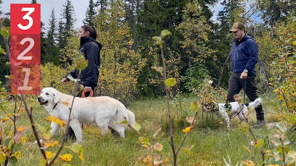 Två personer på vandring i Sälen med sina hundar