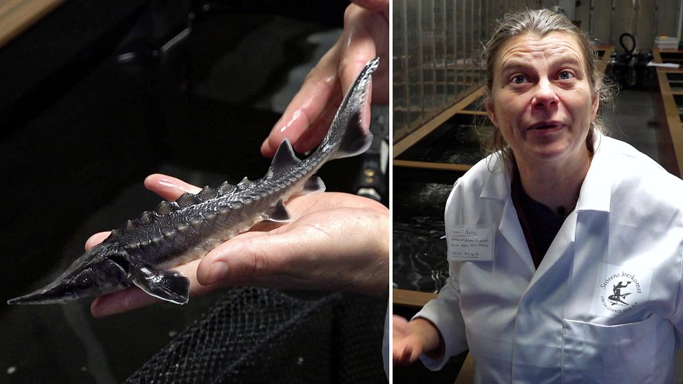 En delad bild med två sektioner. I den vänstra sektionen syns en hand som håller en liten, svart fisk, en stör. Den högra sektionen visar en person iförd vit labbrock som står vid en vattenbehållare, omgiven av flera aquatiska miljöer.
