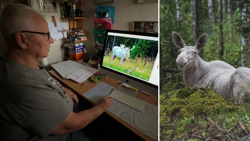 En person arbetar vid en dator och tittar på en bild av en älg på skärmen. Till höger syns en stor älg som sitter i en skogsmiljö, omgiven av grönska och träd.