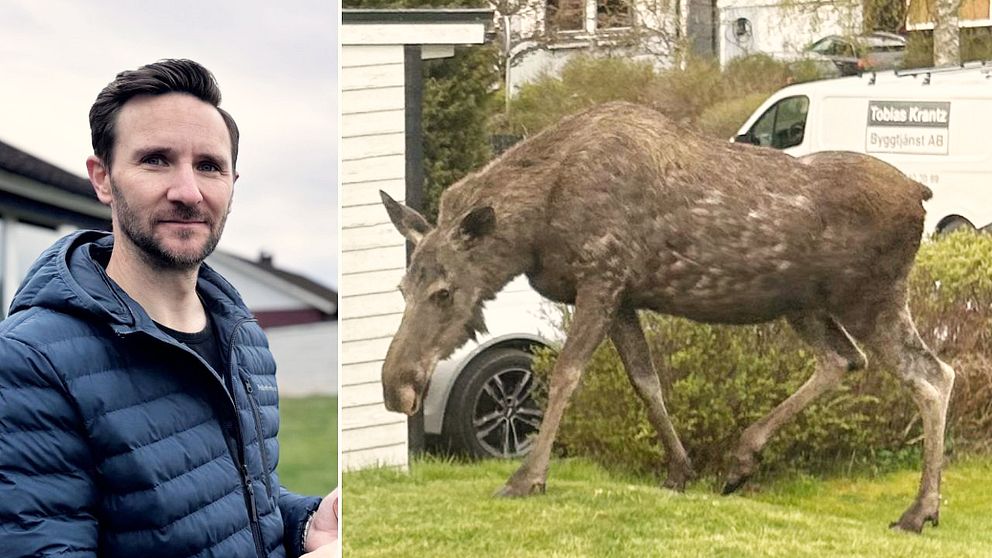 En delad bild som visar till vänster en person stående i en trädgård iförd en blå jacka, och till höger en älg som går på gräsmattan framför ett hus. Den vänstra sidan fokuserar på personen, medan den högra sidan visar älgens rörelse i en tätortsmiljö.