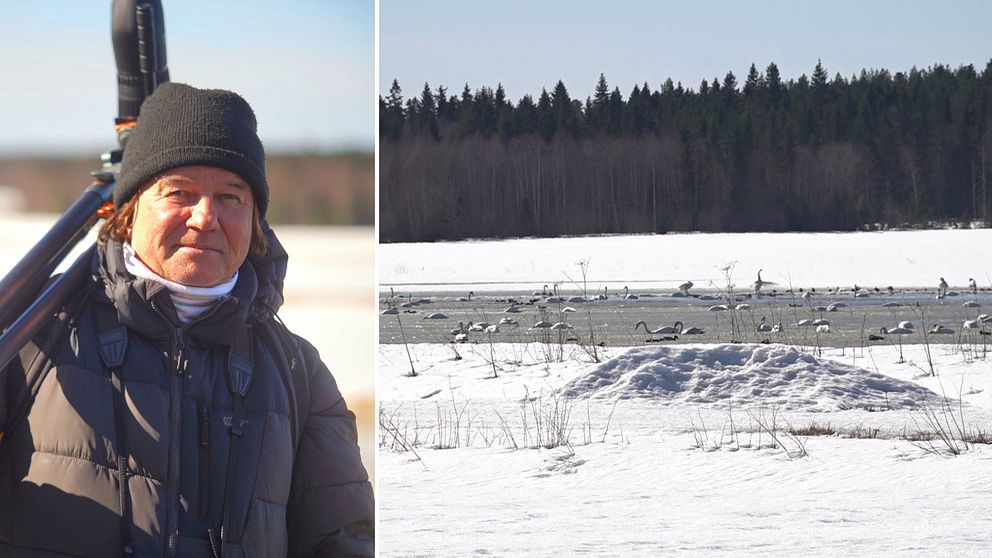 Man med kikare samt fåglar i vatten