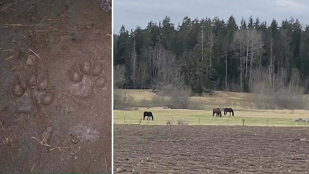 Vargspår och hästar