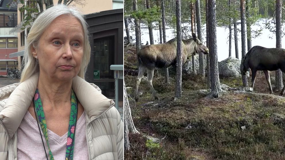 Två bilder, en på Caroline Dickson på Länsstyrelsens Dalarna och en på älgar i skogen.