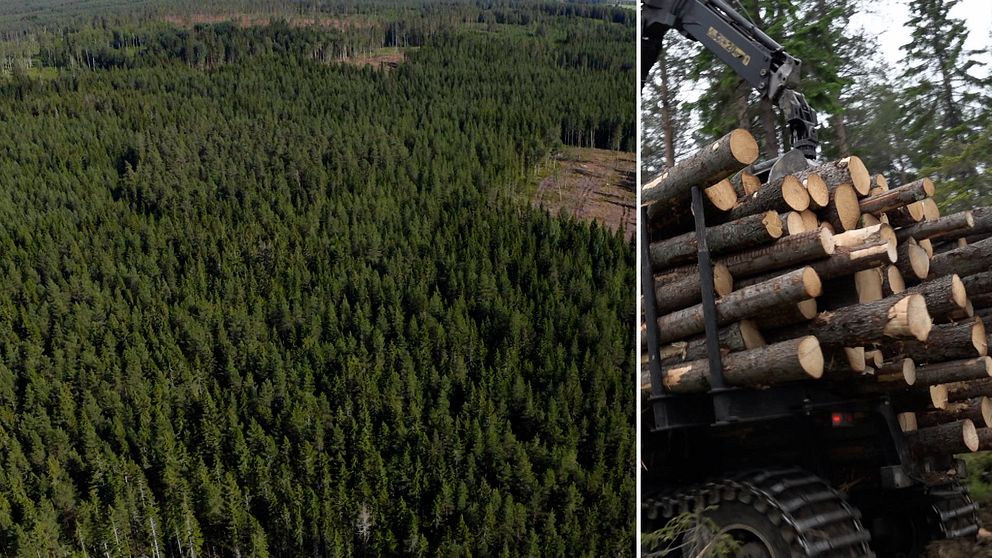 En flygbild på en skog med barrträd och en bild på en skogsmaskin som lastar timmer.