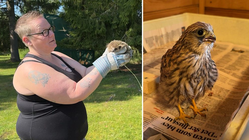 kvinna som står och håller i igelkott, närbild på tornfalk