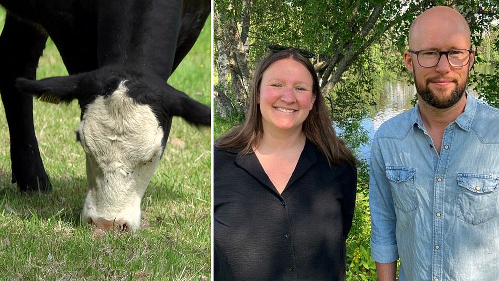Härjedalens kommun | SVT Nyheter