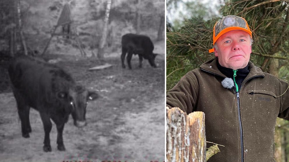 Till vänster två tjurar i skogen, till höger Roger Bengtsson