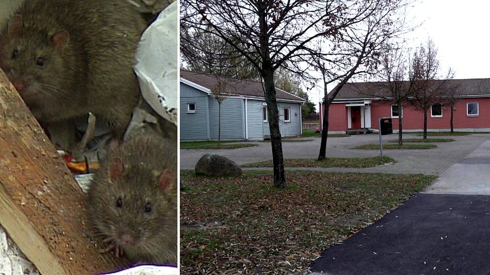 Bilden är en delad bild. Den vänstra sektionen visar två råttor som sitter i en grupp av skräp, delvis dolda bakom en bit trä. Den högra sektionen visar akutboendet Mosippan i Malmö
