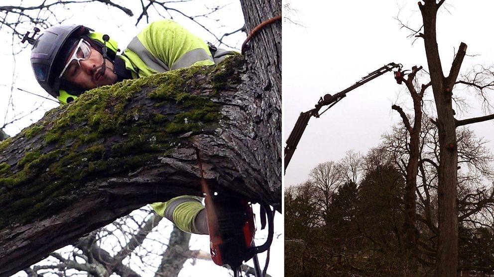 Tvådelad bild. Vänster: Man sågkapar en gren. Höger: Kran lyfter bort en träddel.