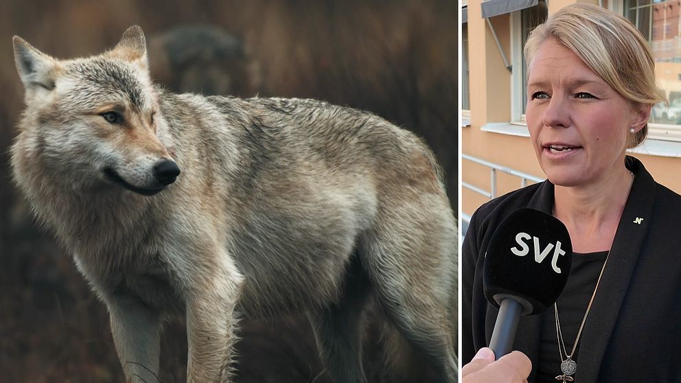 En varg och Sophia Jarl (M), kommunstyrelsens ordförande i Norrköping.