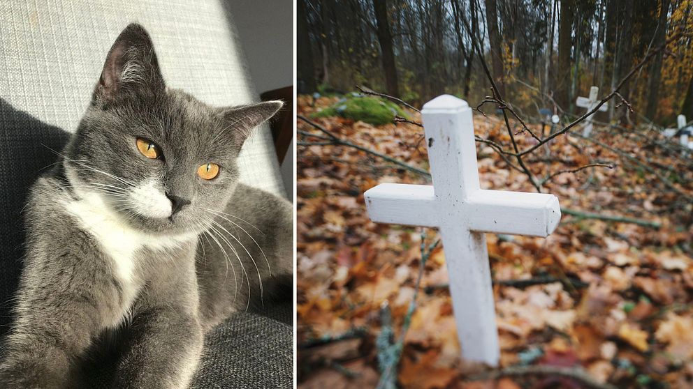 En delad bild med två sektioner. Den vänstra sektionen visar en grå katt med ljusbruna ögon som ligger på en soffa i dagsljus. Den högra sektionen visar en vit kors i en skogsmiljö med höstlöv på marken, omgiven av träd.