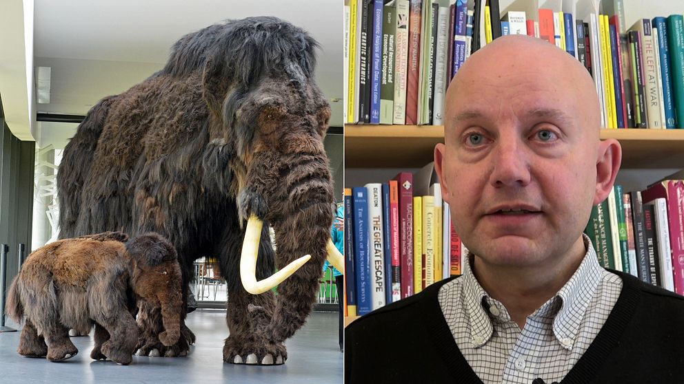En delad bild som visar två sektioner: till vänster en stor mammut och en mindre mammut, båda uppställda i en utställning; till höger en person framför en bokhylla fylld med böcker.