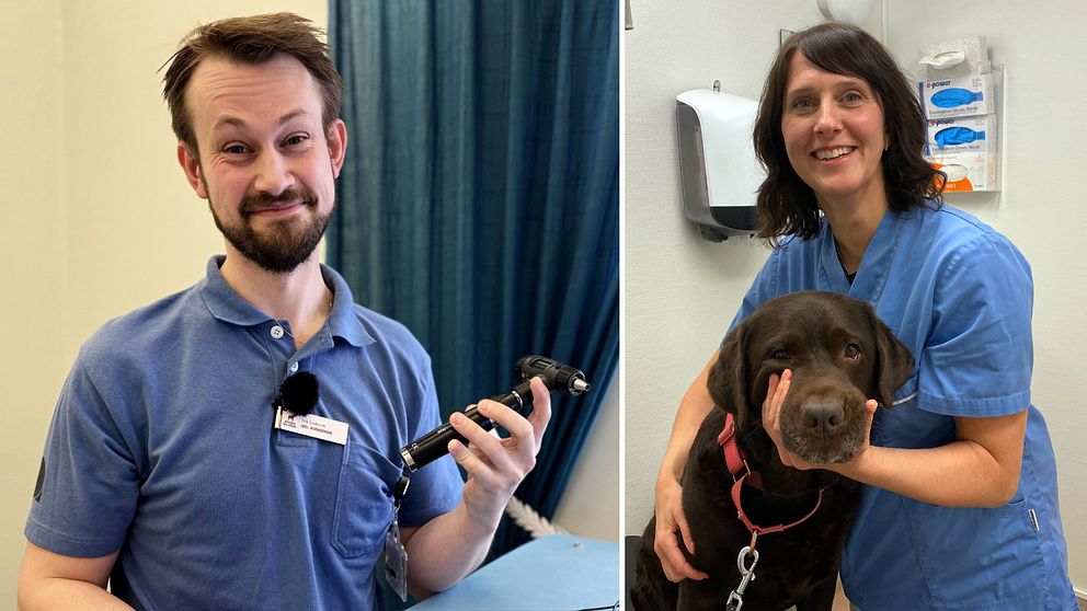 Tvådelad bild. Till vänster: person med medicinskt instrument. Till höger: vuxen labrador hos veterinären.