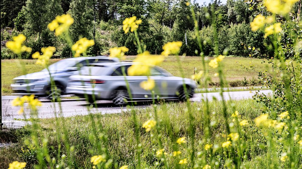 Tå bilar möts på en väg och blommor syns i förgrunden.