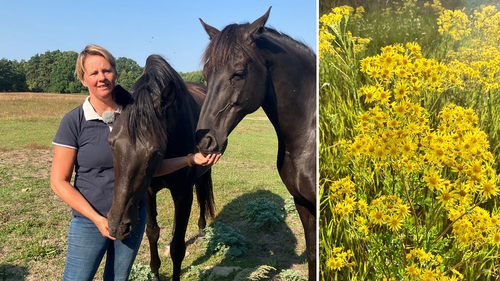 Till vänster står Elaine Rosengren med två hästar i en hage. Till höger blommar den gula växten stånds.