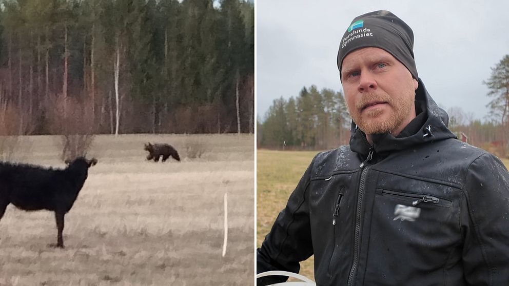 Delad bild. Till vänster: ko står på åker med en björn i bakgrunden. Till höger: person utomhus.