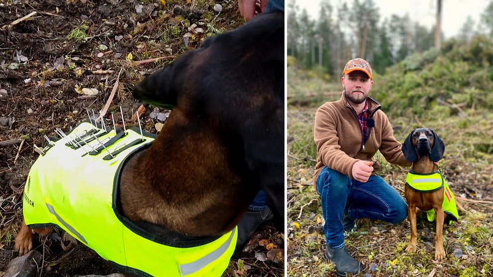 Man i ljusbrun jacka och blå byxor sitter i en skog bredvid en hund med skyddsväst