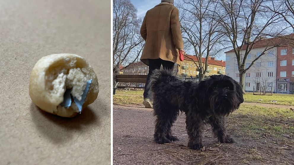 100 farliga hundbullar har upptäckts i Malmö. Hundägare är oroliga. Hunden på bilden är inte den hund som har förts till djursjukhus.